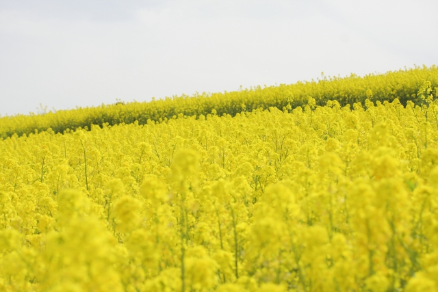 あわじ花さじき1月上旬から