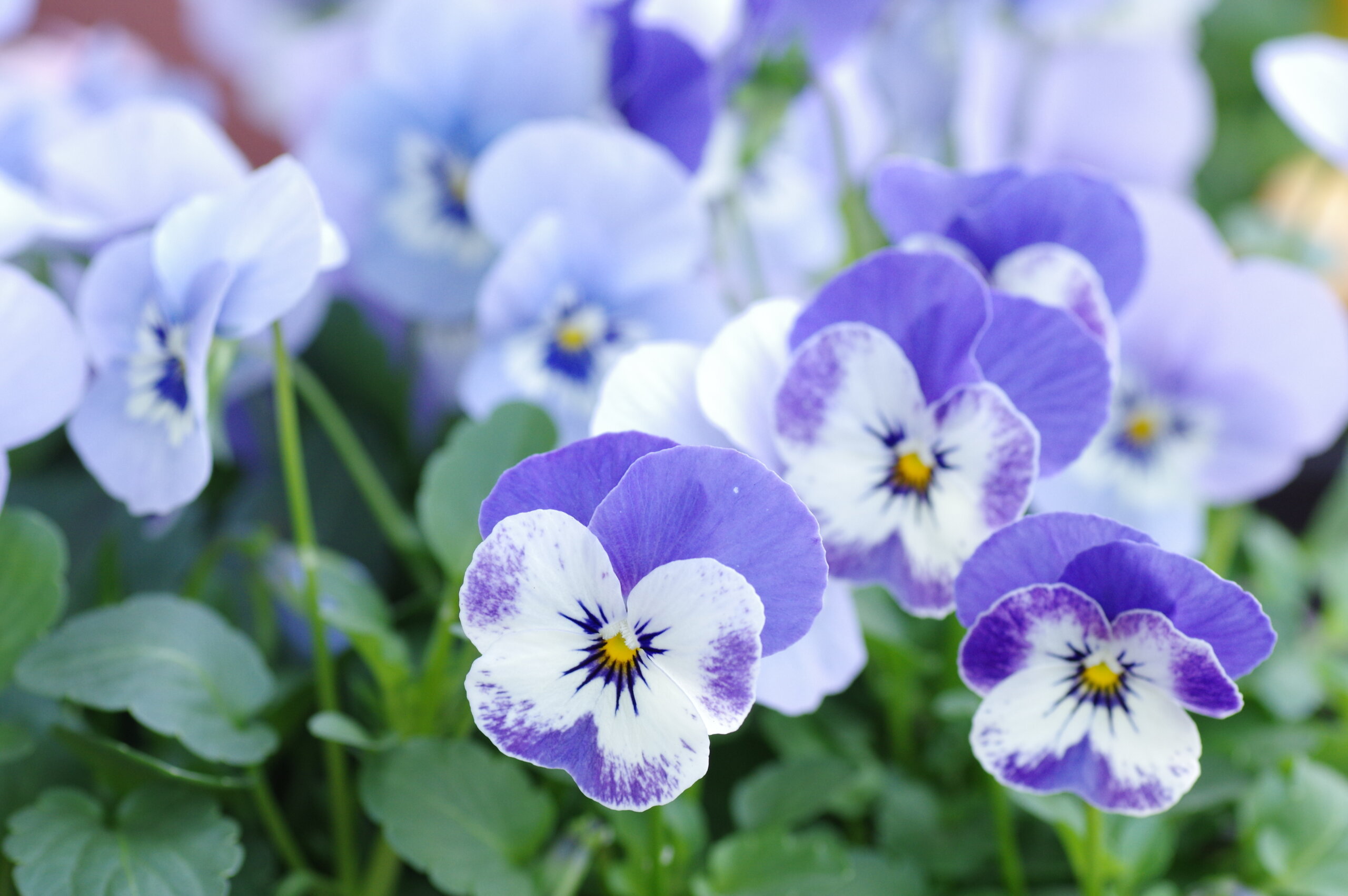 ビオラ（3月上旬～5月上旬）